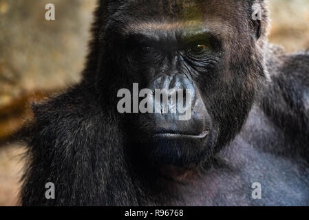Western gorilla maschio seduta, Gorilla gorilla gorilla in uno zoo. Foto Stock