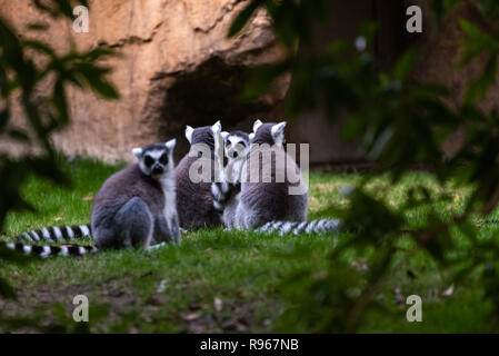 Gruppo di anello-tailed lemur appoggiata vede tra gli alberi in Madagasacar. Lemur catta Lemuridae. Foto Stock