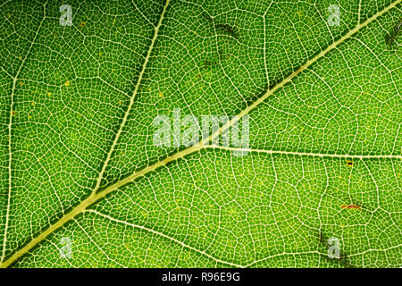 Quercia Rossa quercus rubra macro foglia shot da 1 pollici / 2,5 cm. Cellule, vene chiaramente visibile Foto Stock