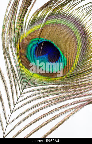 Peacock feather con eyespot close-up isolato Foto Stock