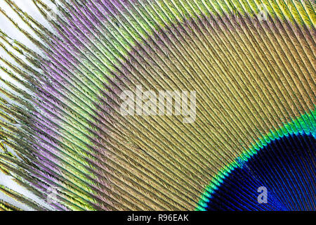 Peacock feather struttura macro di pattern Foto Stock