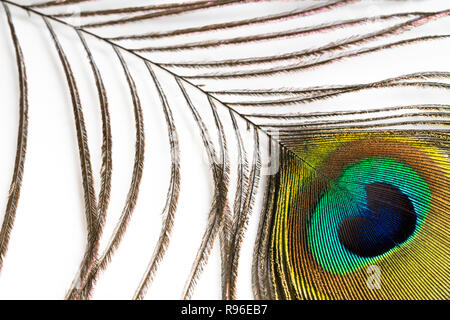Peacock feather con eyespot close-up isolato Foto Stock