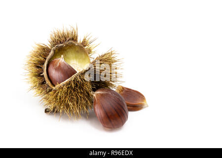 Sweet Chestnut Castanea sativa aperto a metà guaina con una semi all'interno, due semi accanto a. Isolato su sfondo bianco. Foto Stock