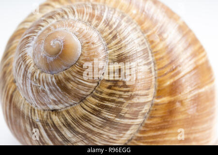 Vuoto lumaca romano Helix pomatia shell close-up. Foto Stock