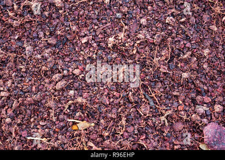 Vinaccia e steli sono rimasti dopo la pressatura Frankish blu tipo di uve da vino. Foto Stock