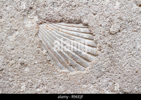 Conchiglia di mare in pietra costruito in una statua. La pietra è stata formata 15 milioni di anni fa. cockle Foto Stock