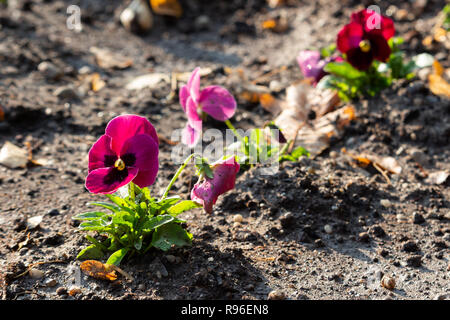Giardino viola pansy piantato in file nei parchi Foto Stock