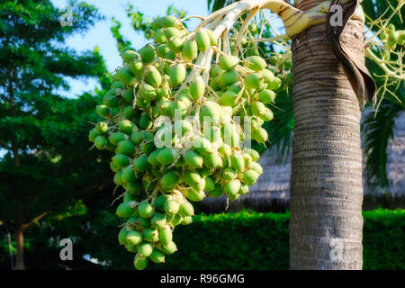 Questo grande natura mostra fotografica di una palma da sotto e la sua frutta crescendo fuori di esso. La foto è stata scattata in Hua Hin in Thailandia Foto Stock