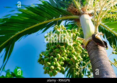 Questo grande natura mostra fotografica di una palma da sotto e la sua frutta crescendo fuori di esso. La foto è stata scattata in Hua Hin in Thailandia Foto Stock