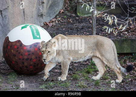 Londra, Regno Unito. Xx Dicembre, 2018. Una delle Leonesse asiatico Heidi, indi e Rubi gode di una 'Christmas pudding", una sfera gigante profumato con il classico yuletide spezie cannella e noce moscata, allo Zoo di Londra dotato da Liontrust, sponsor di lo zoo di terra dei leoni. Credito: Mark Kerrison/Alamy Live News Foto Stock