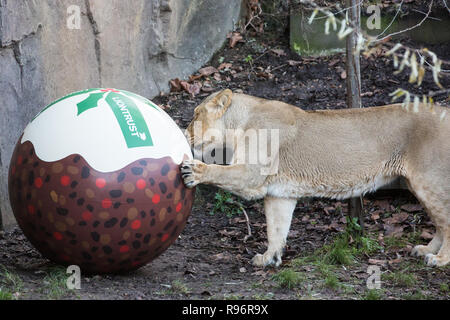 Londra, Regno Unito. Xx Dicembre, 2018. Una delle Leonesse asiatico Heidi, indi e Rubi gode di una 'Christmas pudding", una sfera gigante profumato con il classico yuletide spezie cannella e noce moscata, allo Zoo di Londra dotato da Liontrust, sponsor di lo zoo di terra dei leoni. Credito: Mark Kerrison/Alamy Live News Foto Stock