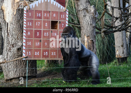 Londra, Regno Unito. 201Th Dec, 2018. I Lions, gorilla e cammelli gustare prelibatezze festosa Avvento-ures questo Natale allo Zoo di Londra il 20 dicembre 2018, Londra, Regno Unito. Credito: Picture Capital/Alamy Live News Foto Stock