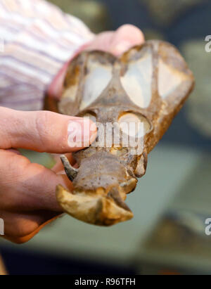 Erfurt, Germania. Xx Dec, 2018. Imbalsamatore Sebastian Brandt mostra il cranio di un Nothosaurus jagisteus nel Museo di Storia Naturale. Probabilmente è il meglio conservato il cranio di fossili di questo. Credito: Bodo Schackow/dpa-Zentralbild/dpa/Alamy Live News Foto Stock
