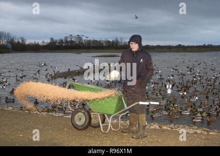 Burscough, Lancashire. Xx Dicembre, 2018. Fortemente overcst showery giorno per la 3pm Duck Feed presso Martin semplice come Maria, una studentessa universitaria di collocamento, distribuisce il grano per i cigni, anatre e oche che hanno trovato la loro strada per la riserva naturale da climi estera. Il primo 800 Whooper cigni hanno reso la 500 Miglia di migrazione da Islanda per trascorrere l'inverno a WWT Martin mera Wetland Centre. Credito: MediaWorldImagea/AlamyLiveNews. Foto Stock