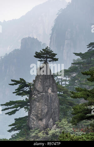Huangshan pino sulla cima di un pinnacolo (Pennello Magico con un fiore sulla punta), Huangshan Parco Nazionale di Anhui, Cina. Foto Stock