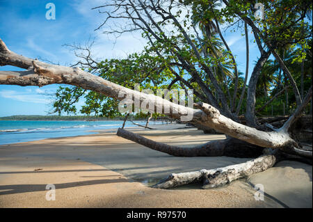 Weathered tronchi di caduti seagrape tropicali alberi line riva di una spiaggia di Bahia, in Brasile, dove l'aumento del livello del mare provocano erosione diffusa Foto Stock