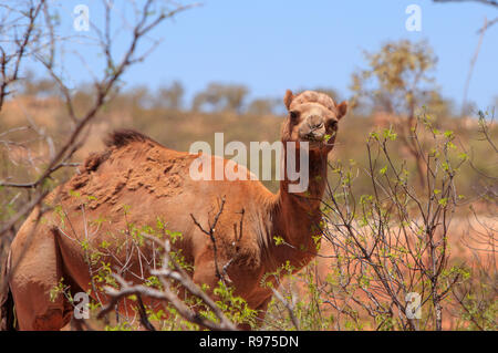 Un feral camel, Camelus dromedarius, alimentando su foglie di acacia bush in outback western Queensland, Australia. Foto Stock