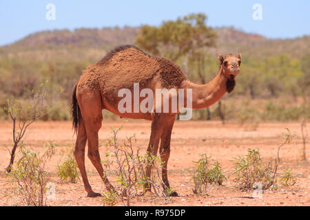 Un feral camel, Camelus dromedarius, stando in aperto in outback western Queensland, Australia Foto Stock