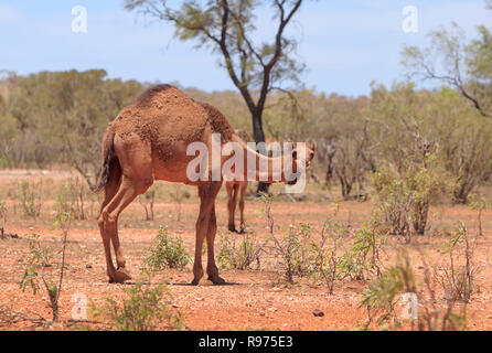 Un feral camel, Camelus dromedarius, in outback western Queensland, Australia. Foto Stock