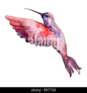 Colibri rosso in una fauna selvatica. Acquerello illustrazione dello sfondo impostato. Hummingbird isolato illustrazione elemento. Foto Stock
