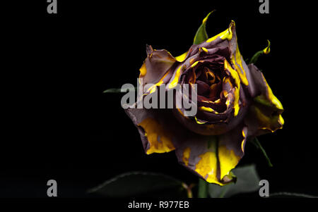 Fiore di appassimento dipinte con smalto per unghie in studio Foto Stock