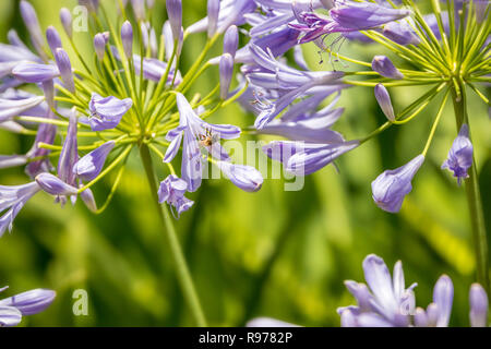 Il miele delle api e viola Agapanthus (Giglio del Nilo) Foto Stock