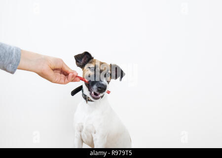 Fox Terrier cucciolo prende a trattare da uomo, isolato sfondo. Piccolo Cane di razza dato un pezzo di cibo da una mano femminile Foto Stock