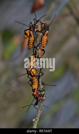 Un gruppo di Milkweed Assassin Bug ninfe raccolte sulla estremità di un bastone. Foto Stock