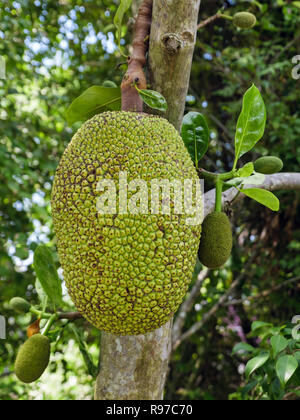 Commestibile Jackfruit maturi (Artocarpus heterophyllus) che cresce su un albero di presa nelle pianure tropicali intorno al Delta del Mekong. In Cai Be, Tien Giang, Vietnam Foto Stock