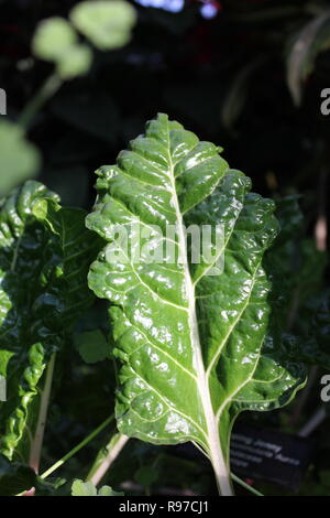 Prede incontaminato, perfetto, crudo e frondoso, e Chard svizzero che cresce in giardino. Foto Stock