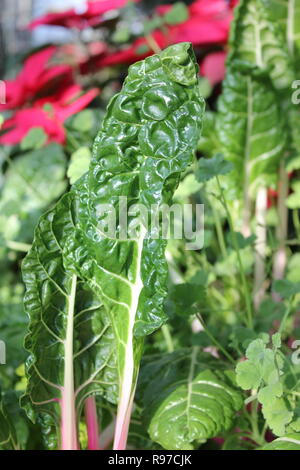 Prede incontaminato, perfetto, crudo e frondoso, e Chard svizzero che cresce in giardino. Foto Stock