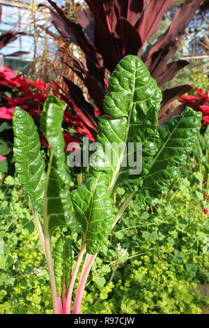 Prede incontaminato, perfetto, crudo e frondoso, e Chard svizzero che cresce in giardino. Foto Stock