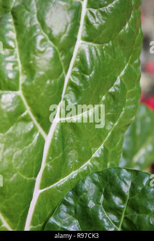 Prede incontaminato, perfetto, crudo e frondoso, e Chard svizzero che cresce in giardino. Foto Stock