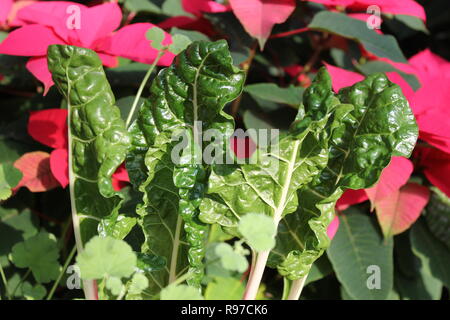 Prede incontaminato, perfetto, crudo e frondoso, e Chard svizzero che cresce in giardino. Foto Stock