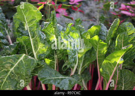 Prede incontaminato, perfetto, crudo e frondoso, e Chard svizzero che cresce in giardino. Foto Stock