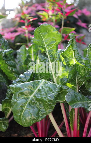 Prede incontaminato, perfetto, crudo e frondoso, e Chard svizzero che cresce in giardino. Foto Stock