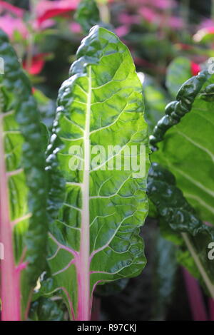 Prede incontaminato, perfetto, crudo e frondoso, e Chard svizzero che cresce in giardino. Foto Stock