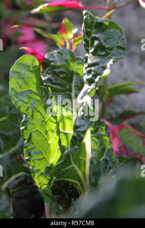 Prede incontaminato, perfetto, crudo e frondoso, e Chard svizzero che cresce in giardino. Foto Stock