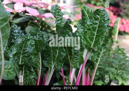 Prede incontaminato, perfetto, crudo e frondoso, e Chard svizzero che cresce in giardino. Foto Stock