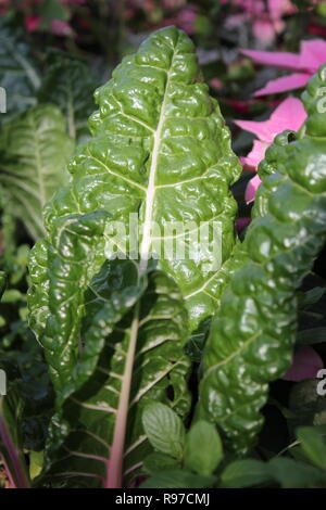 Prede incontaminato, perfetto, crudo e frondoso, e Chard svizzero che cresce in giardino. Foto Stock