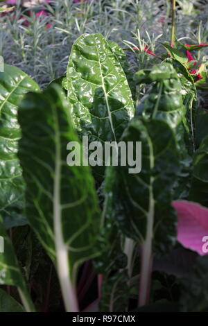 Prede incontaminato, perfetto, crudo e frondoso, e Chard svizzero che cresce in giardino. Foto Stock