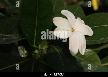 Gardenia taitensis, Tahitian gardenia o Tiaré fiore che cresce nel bel giardino di fiori. Foto Stock