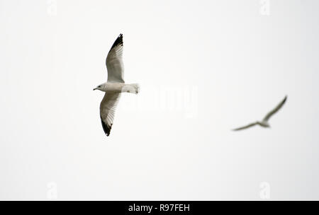 Un anello di gabbiano fatturati, Larus delawarensis, si eleva al di sopra del lago di Caroline, nel nord-ovest della Louisiana, isolata contro un cielo bianco.. Foto Stock