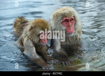 Snow monkey. I giapponesi macaque ( nome scientifico: Macaca fuscata), noto anche come la neve scimmia. Foto Stock