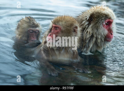 Snow monkey. I giapponesi macaque ( nome scientifico: Macaca fuscata), noto anche come la neve scimmia. Foto Stock