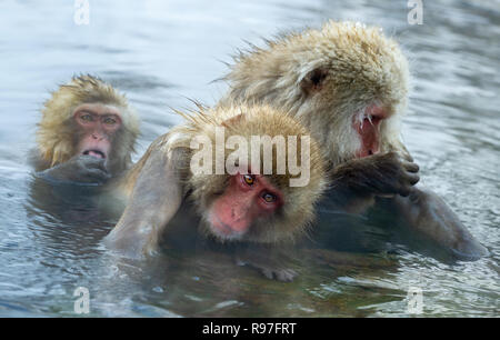 Snow monkey. I giapponesi macaque ( nome scientifico: Macaca fuscata), noto anche come la neve scimmia. Foto Stock