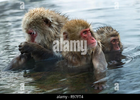 Snow monkey. I giapponesi macaque ( nome scientifico: Macaca fuscata), noto anche come la neve scimmia. Foto Stock