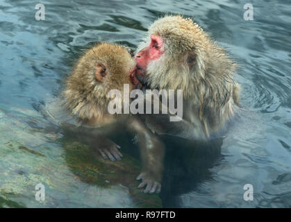 Snow monkey. I giapponesi macaque ( nome scientifico: Macaca fuscata), noto anche come la neve scimmia. Foto Stock