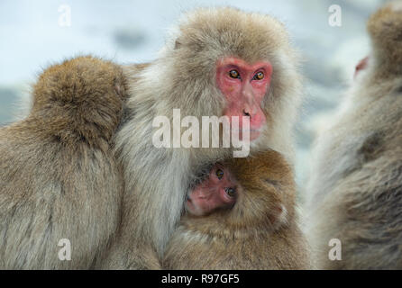 Snow monkey. I giapponesi macaque ( nome scientifico: Macaca fuscata), noto anche come la neve scimmia. Foto Stock