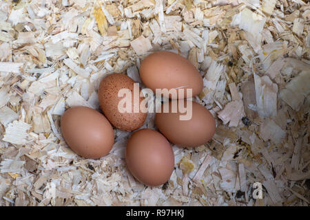 Free Range uova di galline in scatola di nidificazione. Foto Stock